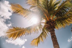 Soleil traversant un palmier