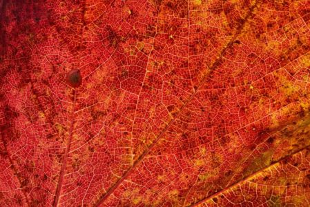 Nervures de feuilles comparable aux vaisseaux sanguins dilatés par la rosacée