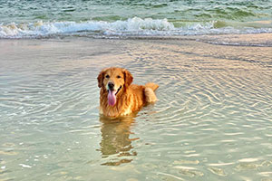 coup-de-chaleur-chien-canicule